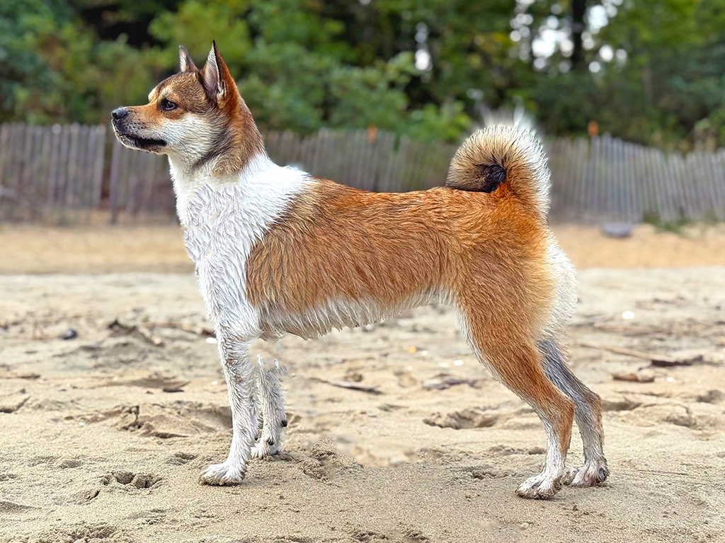 CH Hiddenite Skye Haldis of Threshing Oar (BCAT)